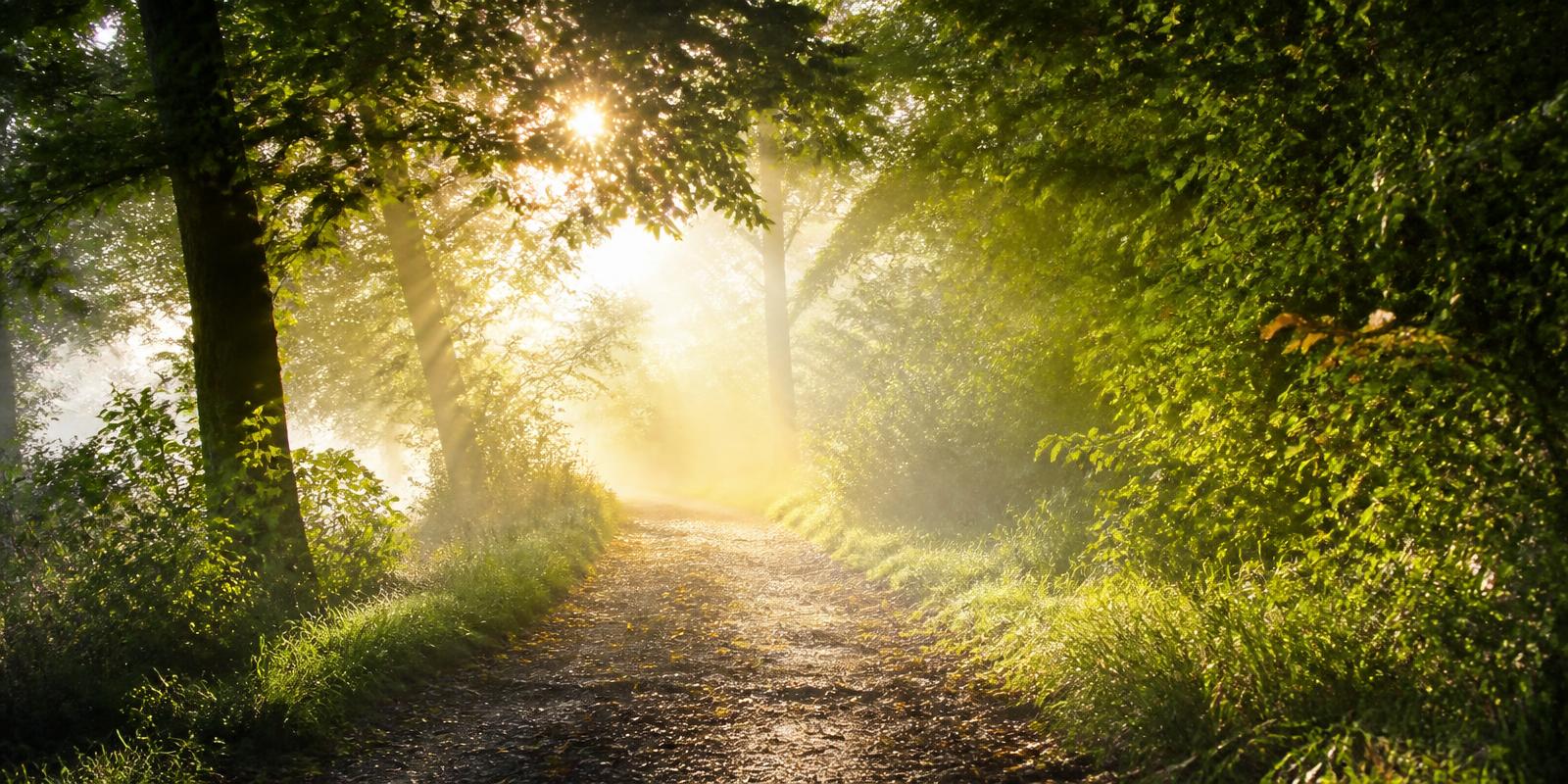 Sunlit path through green woods representing new beginnings
